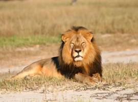 Cecil-the-Lion